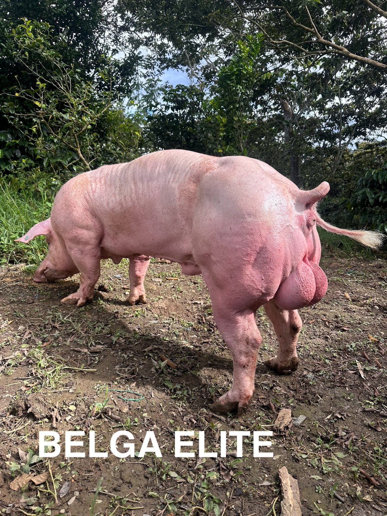 Padrón Belga Elite