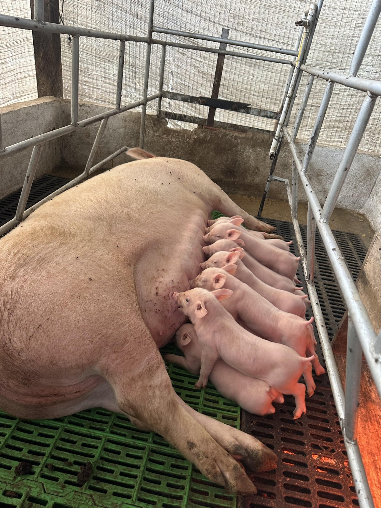 Cerda amamantando lechones en Granja La Fortuna