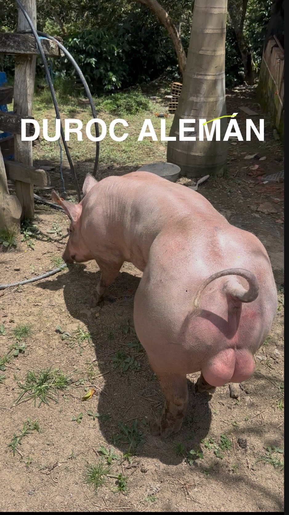 Padrón Duroc x Belga