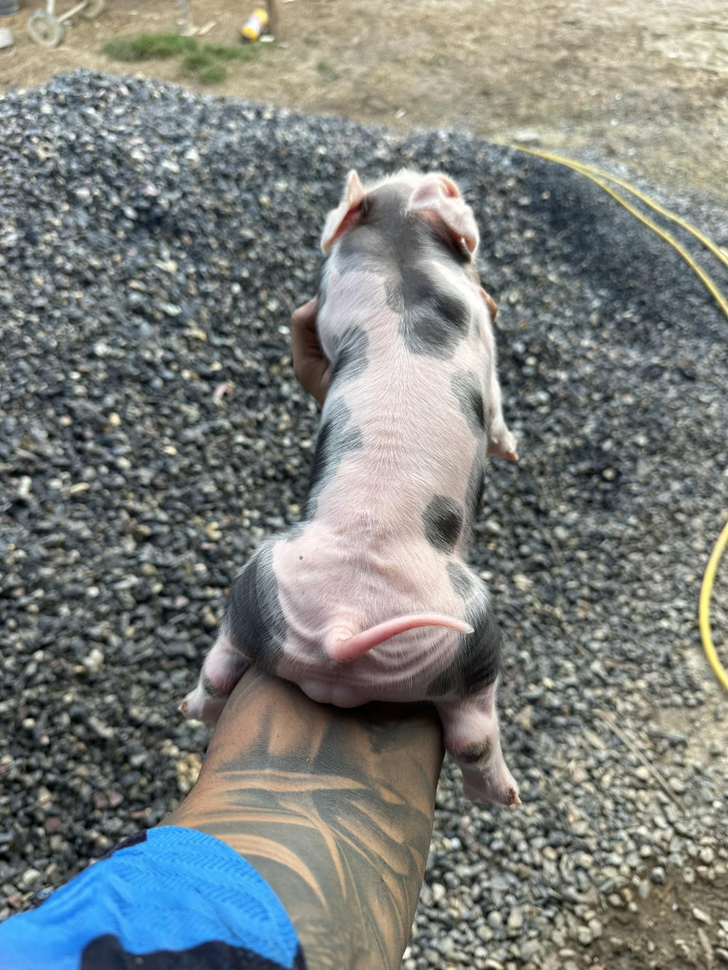 Lechón recién nacido