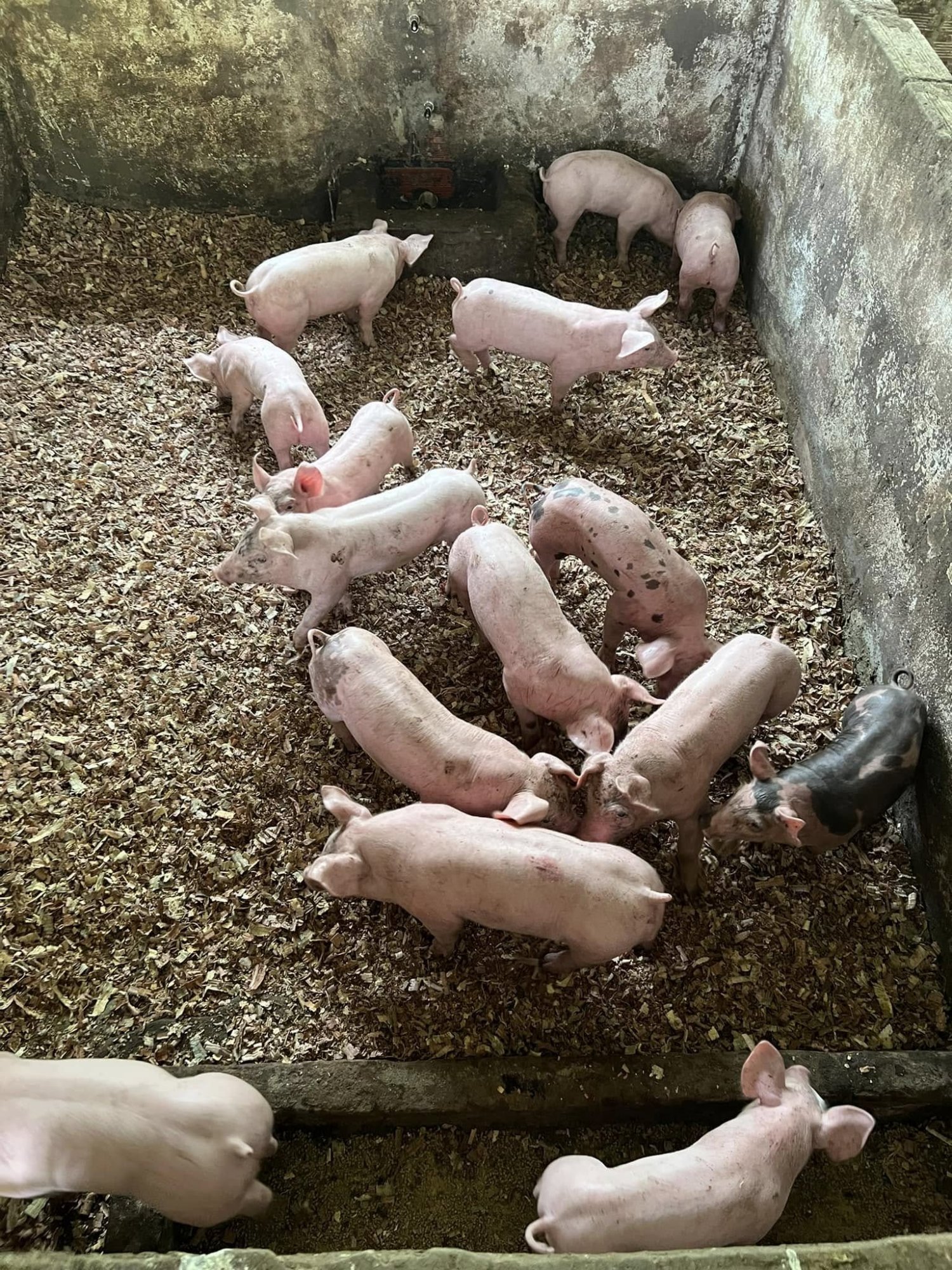 Lechones para ceba en corral