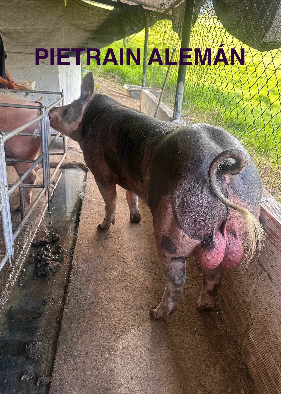 Padrón Pietrain Alemán